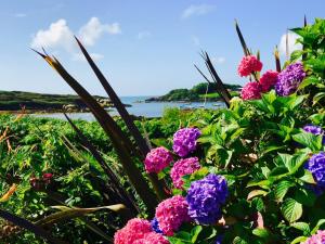un ramo de flores frente al océano en Carraig-Mor House Bed & Breakfast en Toormore