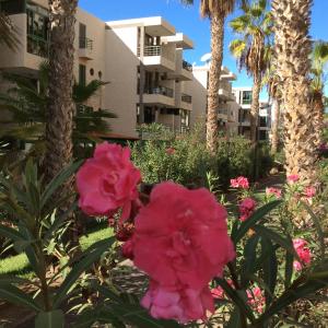 a garden with pink flowers in front of a building at Las Viñas in Playa de las Americas