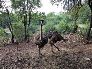 Zvířata v penzionu nebo okolí