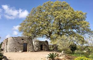 ein altes Steingebäude mit einem Baum davor in der Unterkunft Agriturismo Le Fornelle in Tricase