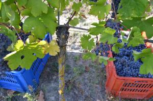 três cestos de uvas pendurados numa árvore em Cascina Il Convivio em Diano dʼAlba