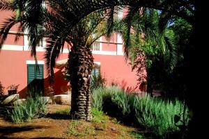 a palm tree in front of a pink building at B&B Ippocastano in Casarano