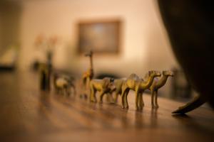 Tiere im Hotel oder in der Nähe