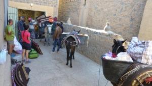 a group of people standing around a horse in a room at Auberge Amazigh in Tamtetoucht