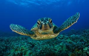 Altri animali domestici presso l'hotel o nei dintorni