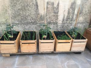 a group of four wooden crates filled with plants at Villa Eugenia in Livorno