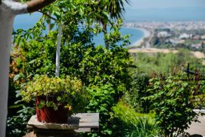 Una maceta con plantas colocada en una repisa con vistas. en Vasiliki Guest House, en Kalamata