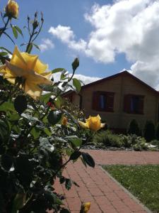 a yellow rose bush in front of a house at Domki drewniane OW Latarnik in Gąski