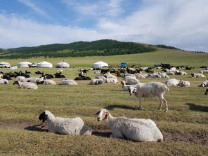 a herd of sheep laying in a field at Lotus Guesthouse in Ulaanbaatar