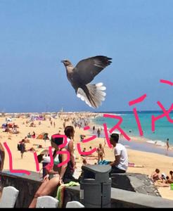 Un oiseau survolant une plage surpeuplée avec des gens dans l'établissement Il Paradiso Esiste, à Costa Calma