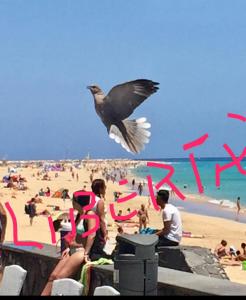 a bird flying over a crowded beach with people at Il Paradiso Esiste in Costa Calma