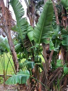 un plátano con grandes hojas verdes. en Cortijo El Pozuelo en Tarifa