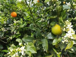 two oranges on a tree with white flowers at Al Profumo di Zagare in Locogrande