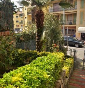 un jardin avec un palmier et quelques buissons dans l'établissement Mansarda Natalie, à Levanto