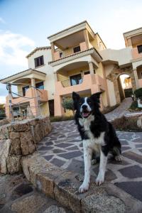 Pet ou pets ficando com hóspedes em Bados Mare