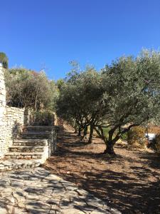 ボニューにあるLocation Bonnieux Provenceの石道の一列のオリーブの木
