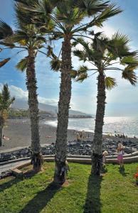 a group of palm trees on a beach at Sol Puerto de la Cruz Tenerife in Puerto de la Cruz