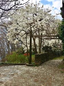 A garden outside Casa Cesira