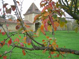 a tree with red leaves in front of a building at DOMAINE D'ENTUDELLE in Lussan