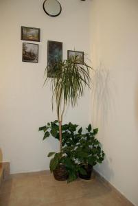 a room with two potted plants against a wall at Hostel Humpolec in Humpolec