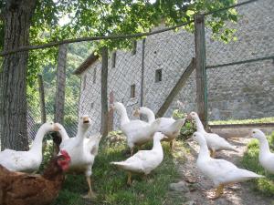 Állatok a vidéki vendégházban vagy a közelben
