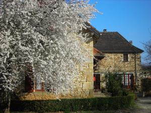 a tree with white flowers in front of a stone house at Hôtel Chastrusse in Nadaillac-de-Rouge