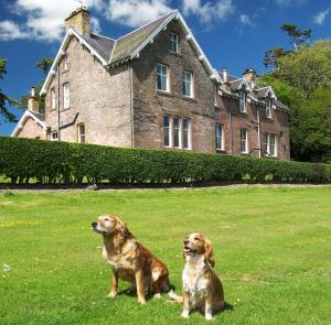 due cani seduti sull'erba di fronte a una casa di Whitehouse Country House a Saint Boswells