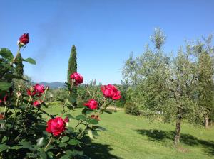 ドンニーニにあるTerre Di San Gorgoneの緑の畑の赤いバラ群