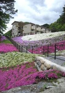 pole różowych i fioletowych kwiatów obok płotu w obiekcie Kinugawa Onsen Sanraku w mieście Nikko