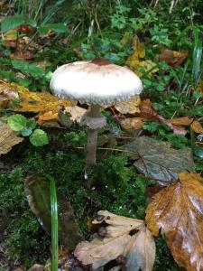 un hongo blanco en el suelo en el bosque en Dirbach Plage Parc, en Dirbach