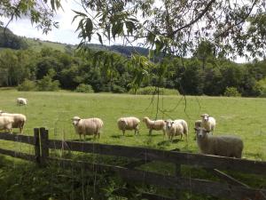 Zvieratá na farme alebo blízkom okolí