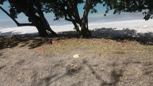 Φωτογραφία από το άλμπουμ του B&B Plage Des Raisiniers σε La Trinite +32 φωτογραφίες