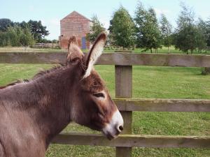 Animals at the vacation home or nearby 
