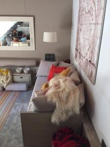 a dog laying on a couch in a living room at Las Glicinas Boutique Apartments in Colonia del Sacramento