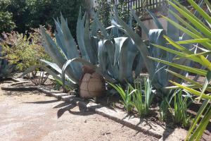 a bunch of agave plants in a garden at Hotel La Voile in Bormes-les-Mimosas