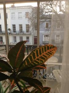 uma planta na frente de uma janela com um edifício em Cheltenham Lawn and Pittvile Gallery em Cheltenham