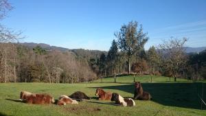 Tiere in der Ferienwohnung oder in der Nähe