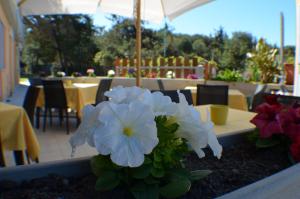 Zahrada ubytování Hotel Paradiso Verde