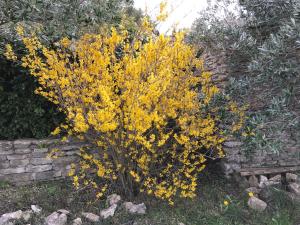 a yellow plant in front of a brick wall at La Borie en Provence in Gordes