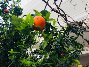 A garden outside Korona Beach Apartments II