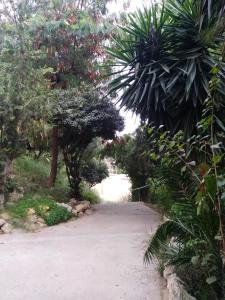 アリカンテにあるApartment Grand Viaの木々や植物が生い茂る公園内の小道