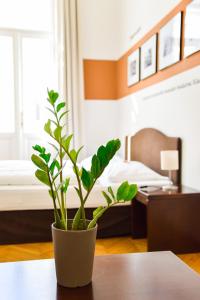 
a green plant sitting on top of a wooden table at Pension Riedl in Vienna
