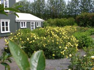 un jardín con flores amarillas frente a una casa en Ásaskóli, en Árnes