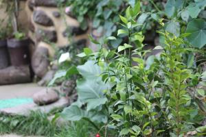 Giardino di Killari B&B