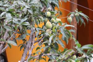 Giardino di Killari B&B