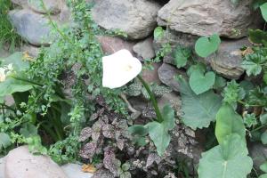 Giardino di Killari B&B
