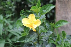 Giardino di Killari B&B
