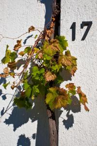 a plant on the side of a wall with the number at Apartment Draga 17 in Njivice