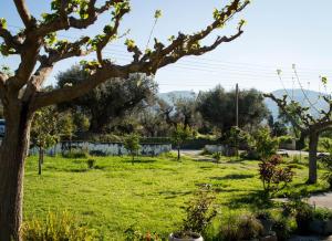 Gallery image of Olive Grove Zakynthos in Langadhákia