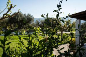 Gallery image of Olive Grove Zakynthos in Langadhákia